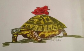 Schildkröte - unverkäuflich