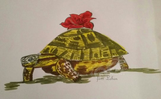 Schildkröte - unverkäuflich