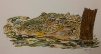 Krokodil Kunstdruck
