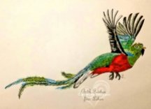 Quetzal A4 Druck