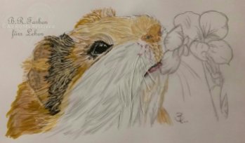 Hamster A4