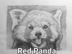 Roter Panda A4