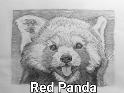Roter Panda A4